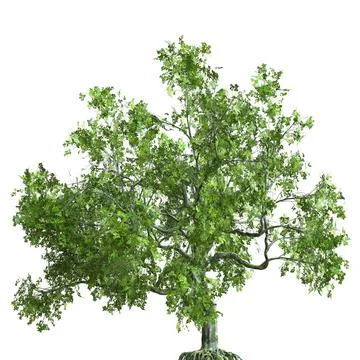Summer tree 3d illustration isolated on white background Stock Illustration