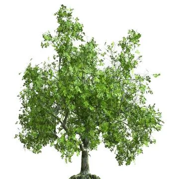 Summer tree 3d illustration isolated on white background Stock Illustration