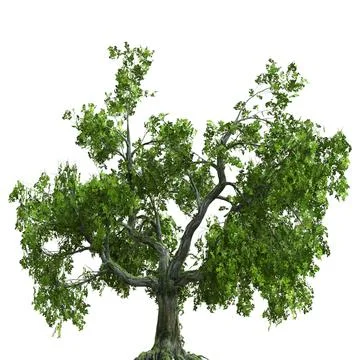 Summer tree 3d illustration isolated on white background Stock Illustration