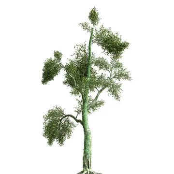 Summer tree 3d illustration isolated on white background Stock Illustration