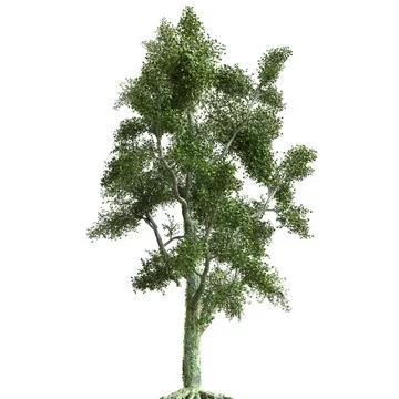 Summer tree 3d illustration isolated on white background Stock Illustration