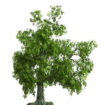 Summer tree 3d illustration isolated on white background Stock Illustration