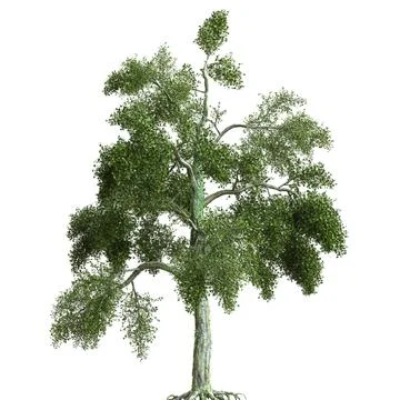 Summer tree 3d illustration isolated on white background Stock Illustration