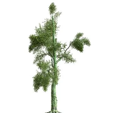Summer tree 3d illustration isolated on white background Stock Illustration