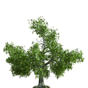 Summer tree 3d illustration isolated on white background Stock Illustration