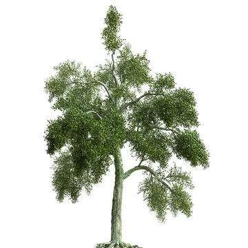 Summer tree 3d illustration isolated on white background Stock Illustration