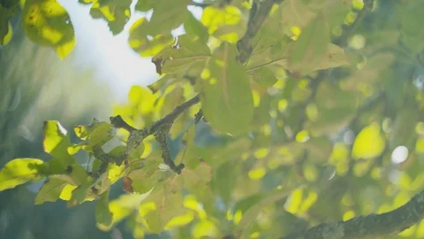 Summer Tree Branches Stock-Footage 123058424