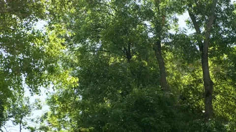 Summer tree branches. Green forest foliage, flying poplar fluff Stock Footage 220117646