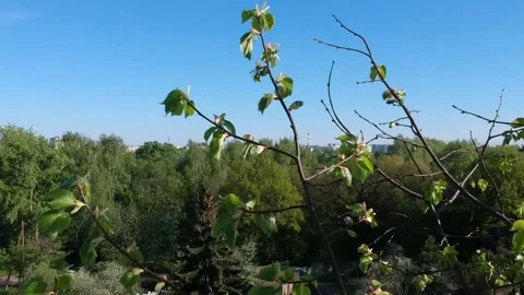 Summer tree crowns drone falls into branches Stock Footage 149416204