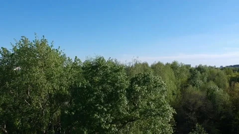 Summer tree crowns rotation and lake aerial drone countryside nature Stock Footage 149416201