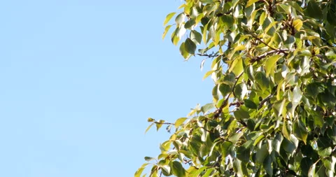 Summer tree detail with blue sky background Stock Footage 215809503