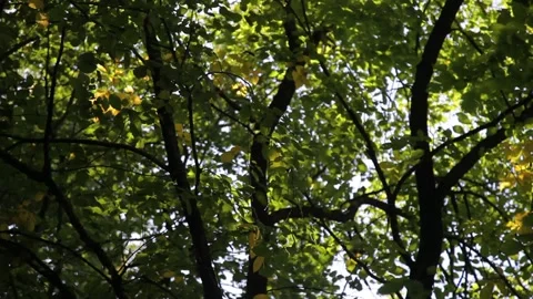 Summer tree foliage Stock Footage 148458070