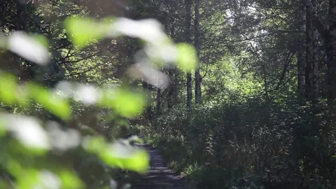 Summer tree foliage Stock Footage 148458734