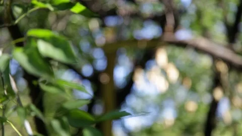 Summer tree foliage Stock Footage 148458894