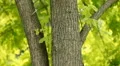 Summer tree. HD Footage