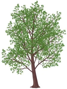 Summer tree Stock-Illustration