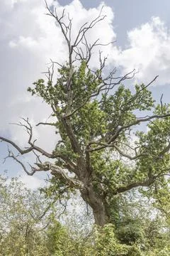 Summer tree landscape Stock-Fotos