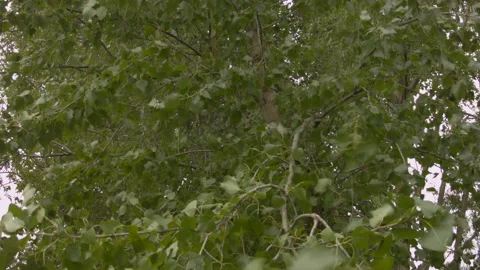 Summer tree leaves in the wind in the forest. Stock Footage 114727668