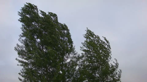 Summer tree leaves in the wind in the forest. 스톡 동영상 114727942