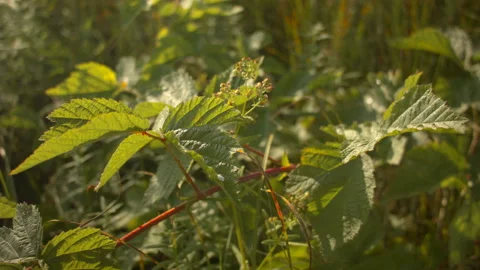Summer tree leaves in the wind in the forest. 스톡 동영상 115630390