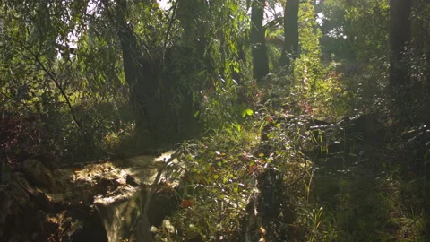 Summer tree leaves in the wind in the forest. Vídeo Stock 115639944