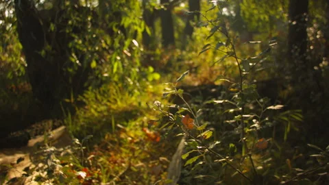 Summer tree leaves in the wind in the forest. Vídeo Stock 115641204