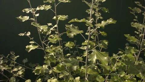 Summer tree leaves in the wind in the forest. Stock Footage 115668611