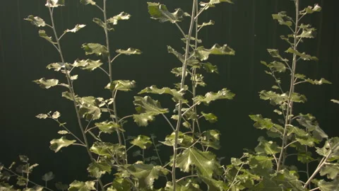 Summer tree leaves in the wind in the forest. Video stock 115669181