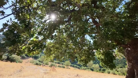 Summer tree with moving leaves above a forested valley in Greece Vídeo Stock 321533582