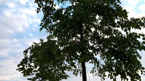 Summer, a tree from a park in a residential complex, sky, foliage, siberia Video stock 224526096