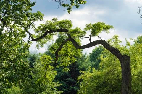 Summer tree Foto stock