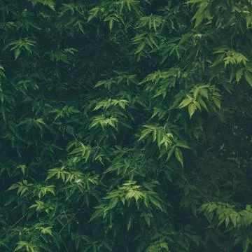 Summer tree Stock Photos