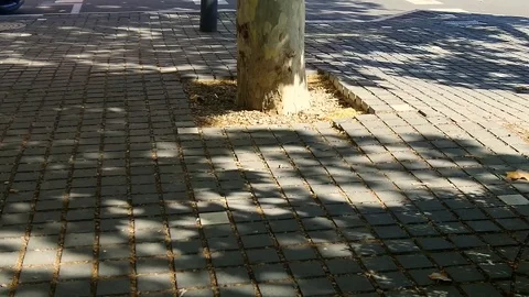 Summer tree shadow moved by the wind at the street pavement Stock Footage 118700740