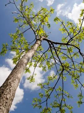 Summer tree in the sun rays Stock Photos