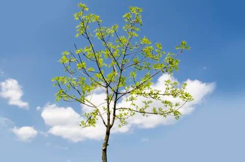 Summer tree in the sun rays Stock Photos