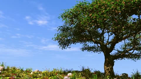 Summer tree on sunny hill. Stock-Footage 10986508