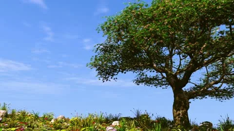 Summer tree on sunny hill. Loop Stock-Footage 10986478