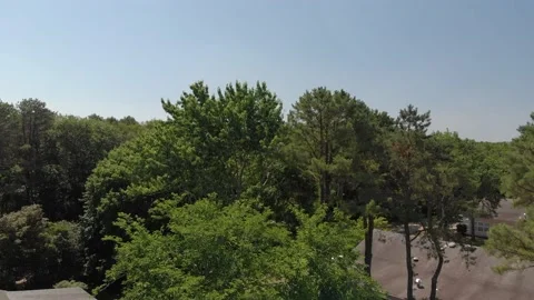 Summer tree tops (2) 02 Stock Footage 202722201