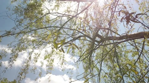 Summer tree under the shiny sun Stock Footage 134603992