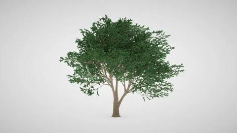 Summer tree with wind in foliage isolated on white background. Lemon tree. 3D Stock Photos