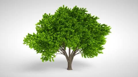 Summer tree with wind in foliage isolated on white background. Lemon tree. 3D Stock Photos