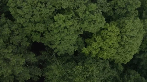 Summer trees from above Stock Footage 238846548