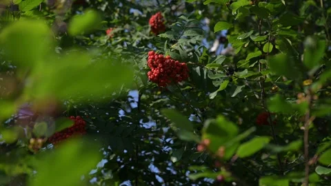 Summer trees in bloom Stock Footage 297794579