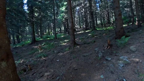 Summer trees in the dark forest in Ukrainian mountains Stock Footage 114242835
