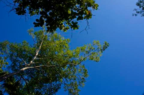 Summer trees Stock Photos