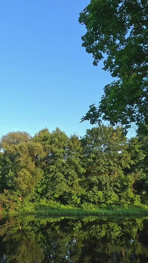 Summer trees reflecting on calm river under clear sky Stock Footage 314304832