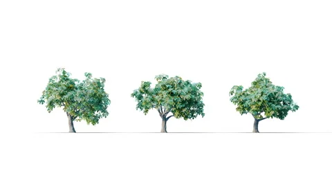 Summer trees swaying in the strong wind. Stock Footage 314494735