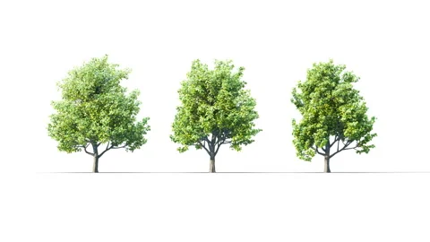 Summer trees swaying in the strong wind. Stockbeeldmateriaal 314494754