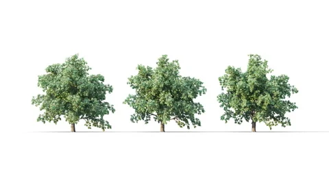 Summer trees swaying in the strong wind. Stock Footage 315507320