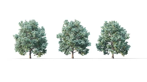 Summer trees swaying in the strong wind. Stock Footage 315507331